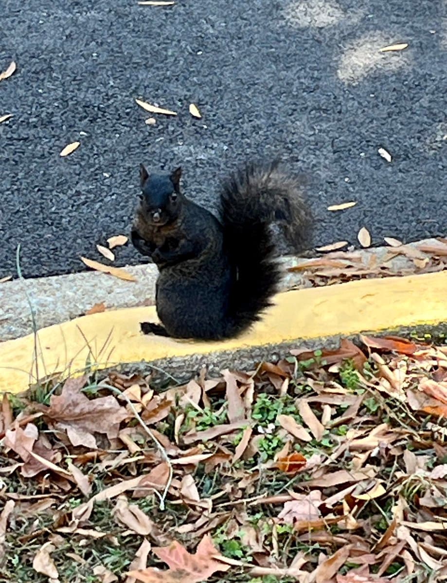A black squirrel sits upright on a yellow-painted curb, holding its paws together in front of its chest. The background consists of a dark asphalt surface scattered with dry leaves, while the foreground shows a patch of dirt and fallen leaves.