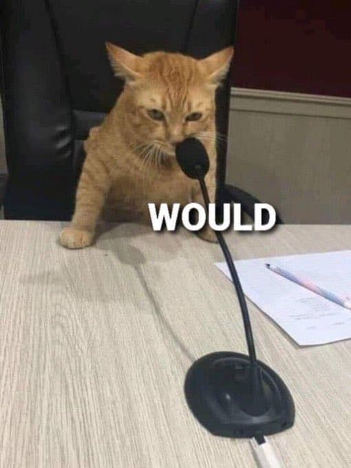 A meme image showing an orange tabby cat sitting at a desk in front of a microphone, with the word "WOULD" overlaid in large white letters. The cat appears to be in a formal setting, possibly a conference room, with papers and a pen on the table.