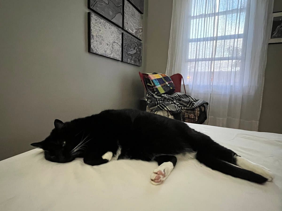 A black and white cat is lying stretched out on a white bed in a bedroom. In the background, there is a window with sheer curtains, a chair with blankets, and a multi-panel wall art piece.