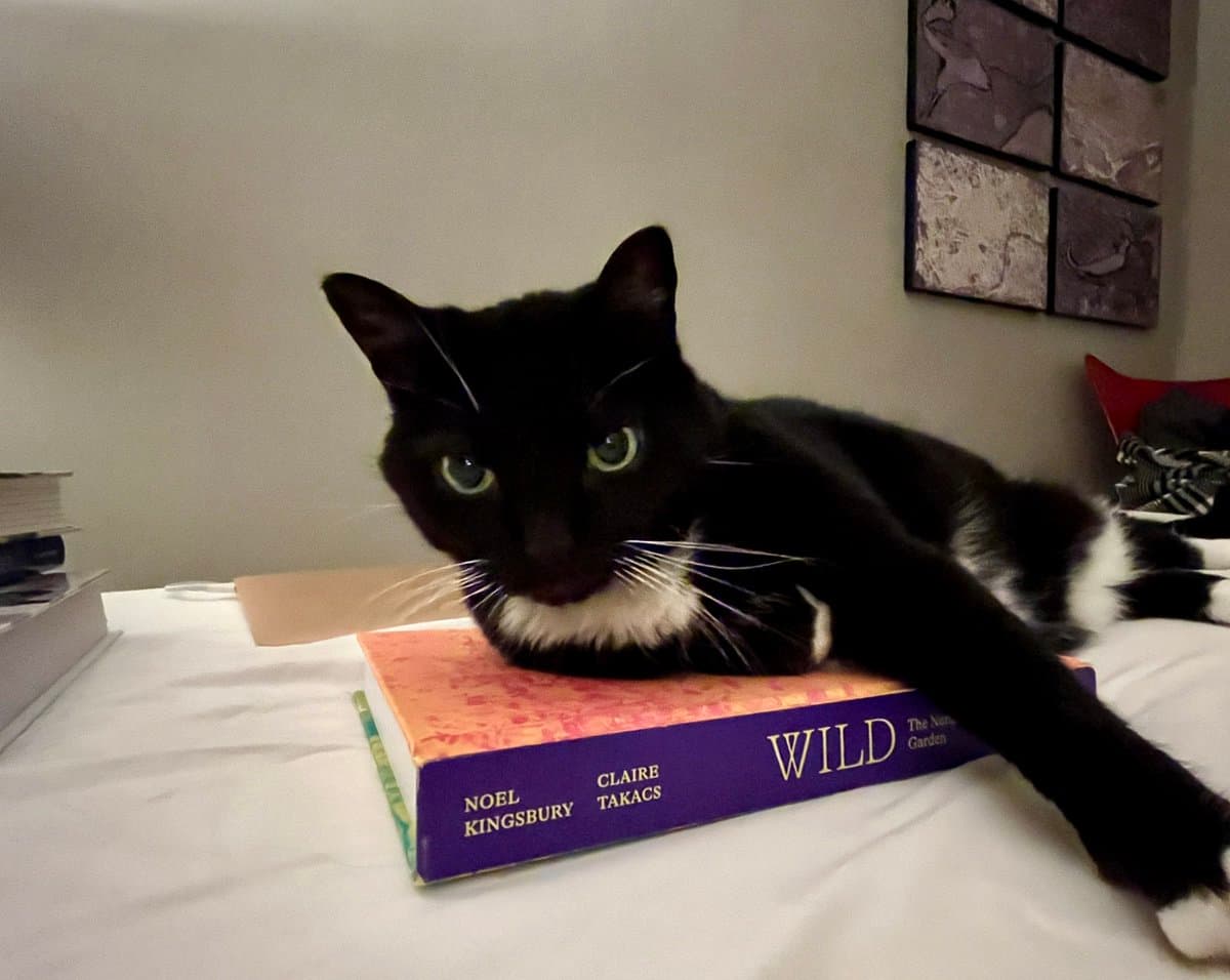A black and white cat lies on a white bed with its chin resting on a stack of books. The top book has a purple spine with the title "WILD" and the authors' names "NOEL KINGSBURY" and "CLAIRE TAKACS" printed on it.