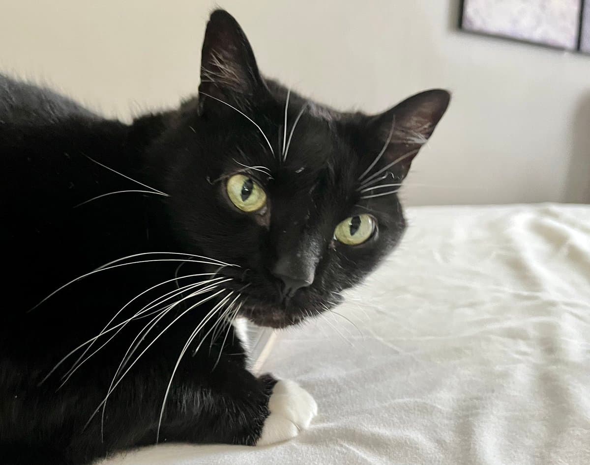 A close-up photograph of a black cat with green eyes and white paws lying on a white bed sheet. The cat is looking directly at the camera with a serious expression.