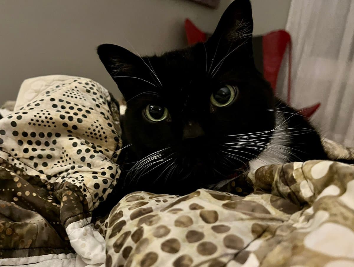 A black and white cat with wide, alert eyes is lying down, partially covered by a patterned blanket with brown and black spots. The cat is looking directly at the camera from a cozy indoor setting.