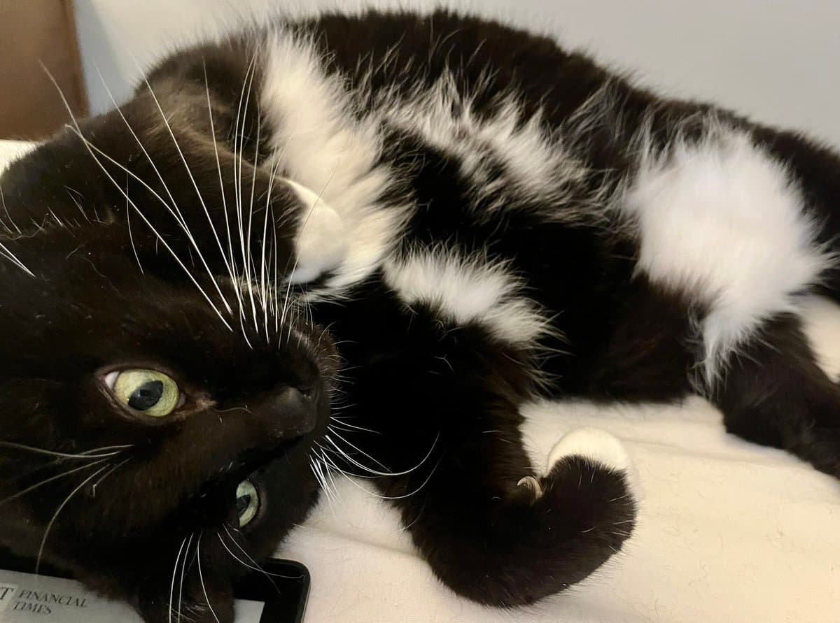 A black and white cat is lying on its side on a white surface, looking directly at the camera with wide green eyes. The cat's head is resting near a newspaper with the visible text 'FINANCIAL TIMES'.