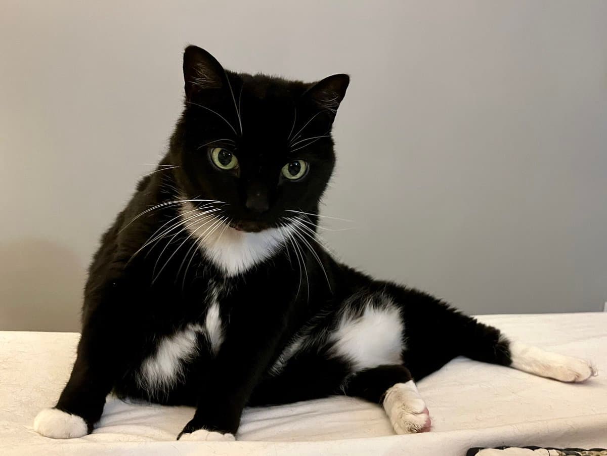 A black and white tuxedo cat with green eyes is lying on a white bed sheet, looking directly at the camera. The cat has white paws, a white chest, and white whiskers, set against a plain light-colored wall background.