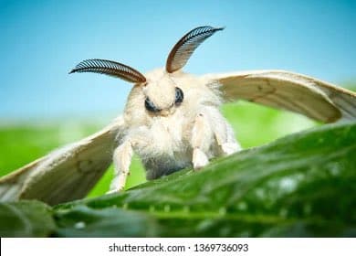 A close-up photograph of a fluffy, cream-colored moth with feathery antennae perched on a green leaf against a blurred blue and green background. The image is a stock photo, as indicated by the watermark at the bottom.