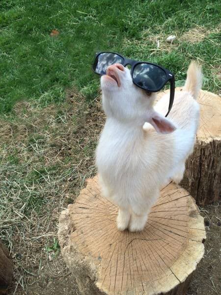 A white goat stands on a tree stump in a grassy area, wearing black sunglasses and tilting its head back in a confident pose. The image is a photograph used as a humorous visual for a social media post about being 'goated.'