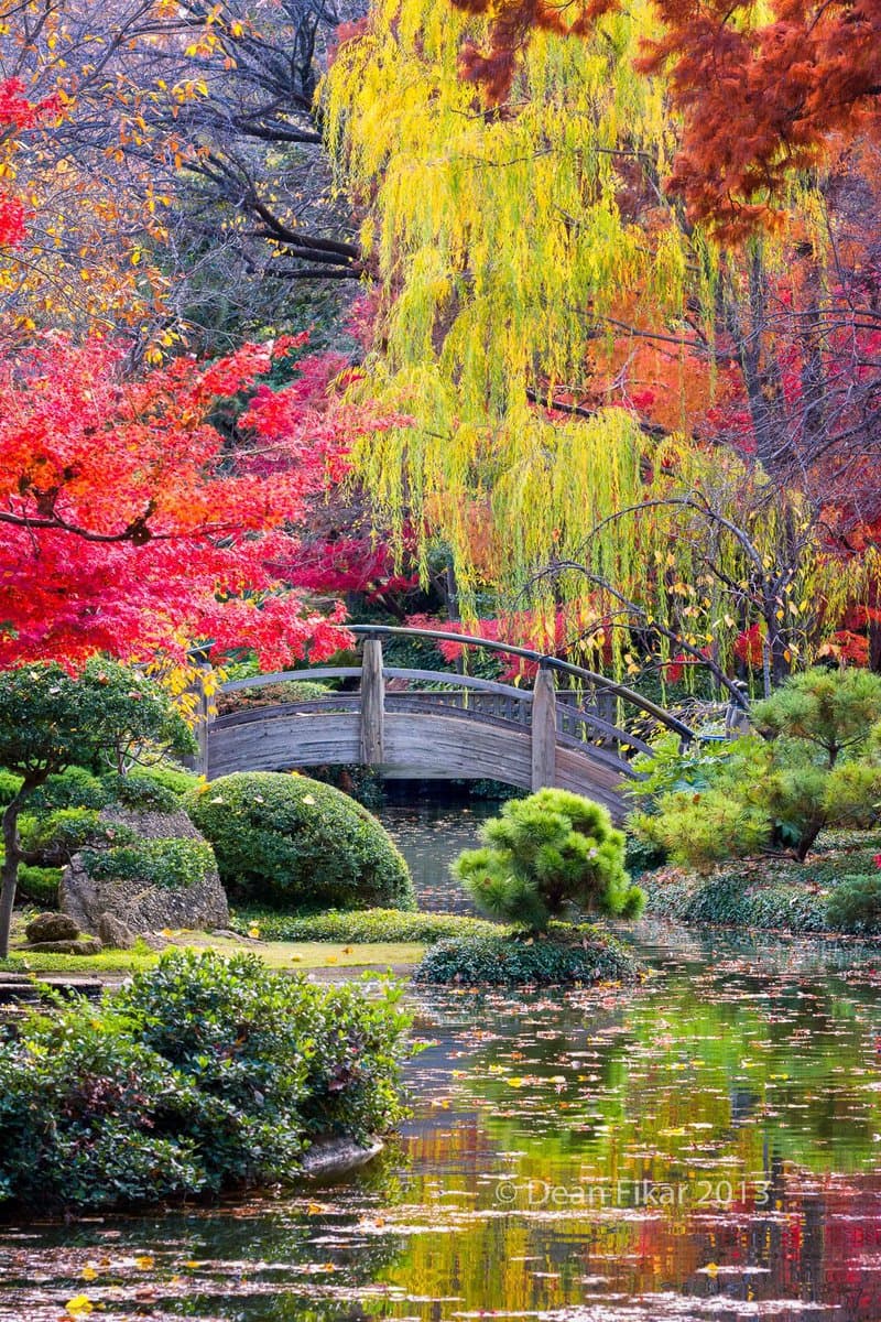 A vibrant autumn landscape featuring a traditional Japanese garden with a wooden arched bridge over a pond, surrounded by trees with red, orange, and yellow foliage.