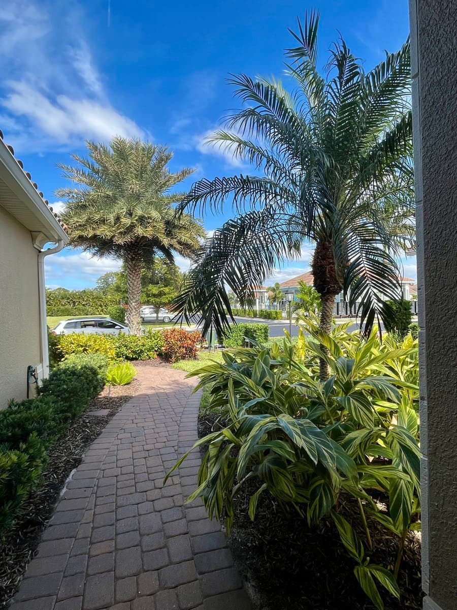 A sunny outdoor view of a residential neighborhood featuring a brick-paved walkway lined with lush tropical landscaping, including palm trees and variegated shrubs, under a bright blue sky with scattered clouds.