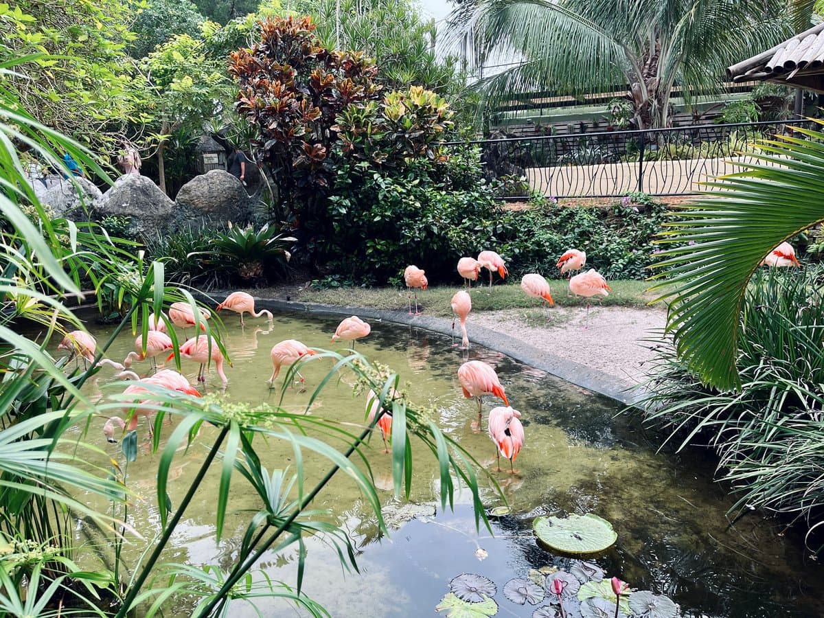 A flock of pink flamingos wades in a shallow pond surrounded by lush tropical foliage and palm trees in a garden setting.