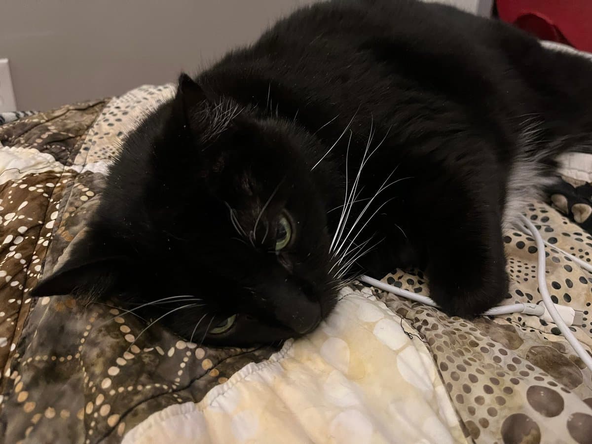 A black cat with white whiskers is lying on a patterned quilt, looking directly at the camera with a slightly annoyed expression. A white charging cable is visible next to the cat's paw.