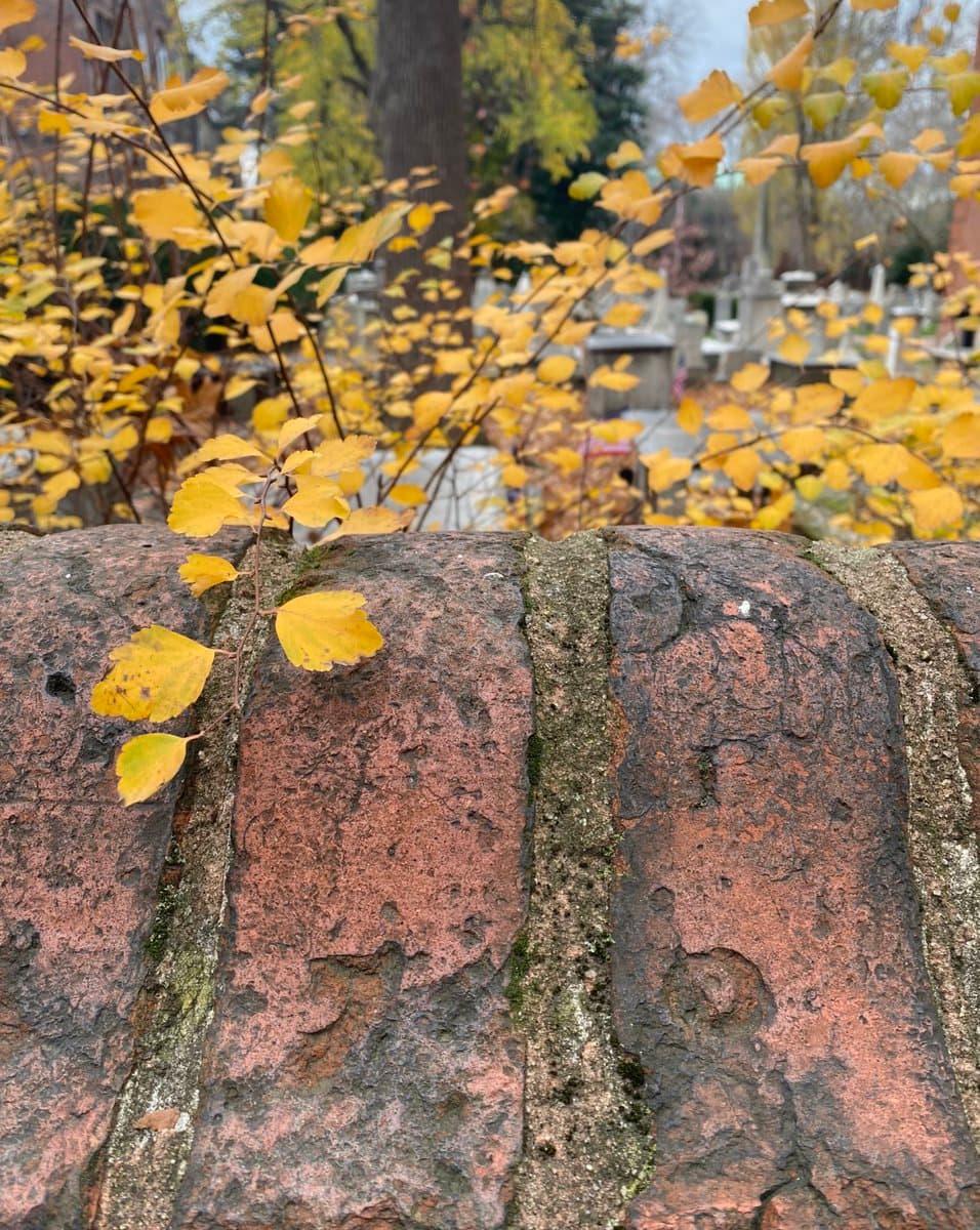 A close-up photograph of a weathered, mossy brick wall in the foreground, with a blurred background of yellow autumn leaves and a cemetery.