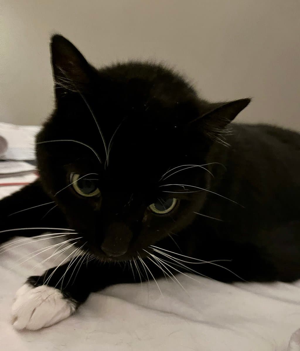 A black cat with white paws and long white whiskers is lying down on a white surface, looking directly at the camera with wide eyes. The background is a plain, light-colored wall.