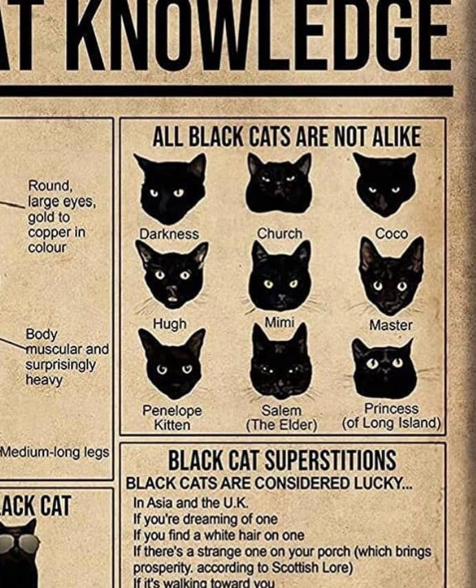 A close-up of an infographic titled 'CAT KNOWLEDGE' that features a grid of nine black cat faces under the heading 'ALL BLACK CATS ARE NOT ALIKE.' Each cat is labeled with a name, and a section below titled 'BLACK CAT SUPERSTITIONS' lists cultural beliefs about black cats.