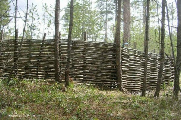 A photograph of a rustic wattle fence constructed from woven branches and sticks, standing in a forest clearing with tall pine trees in the background.
