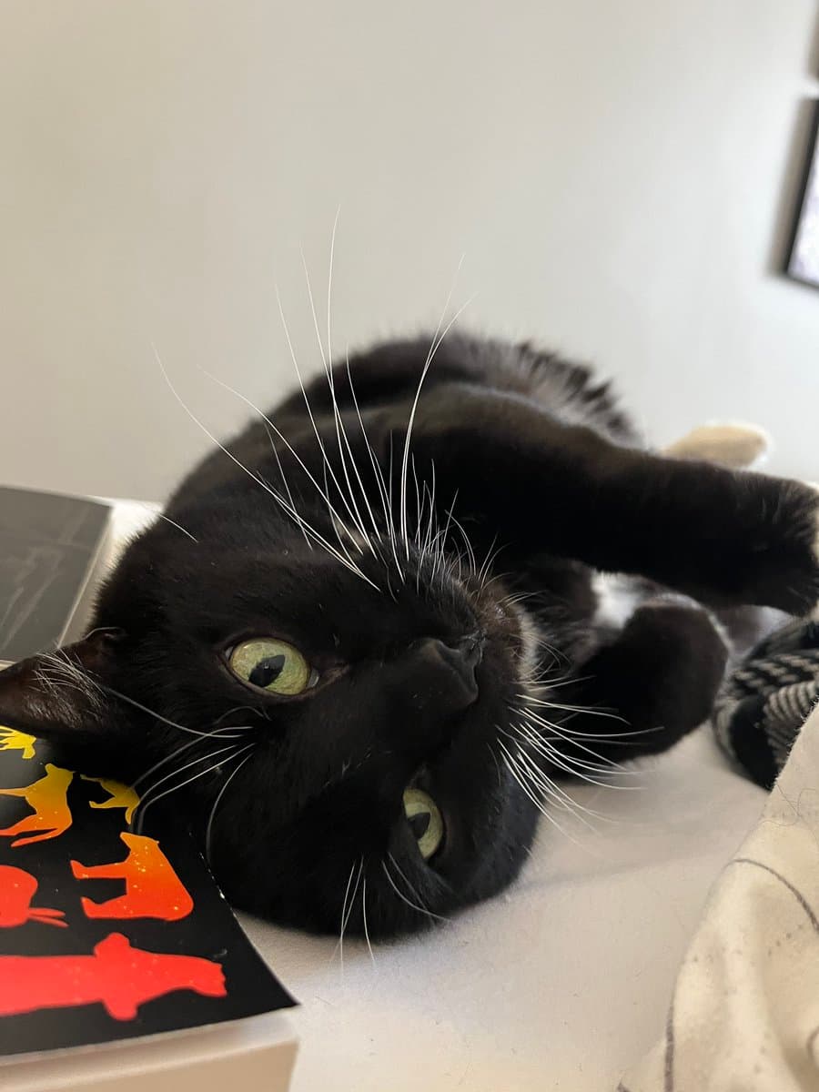 A black cat with green eyes lies on its back on a white surface, resting its head near a black card with orange cat silhouettes.