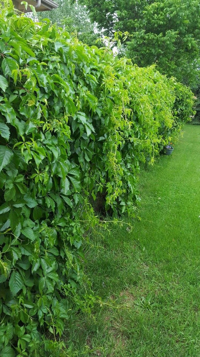 A dense wall of green Virginia Creeper vines covers a fence or wall, with some vines spilling over onto a grassy lawn in the foreground. The scene is set outdoors in a garden or yard, with trees visible in the background.