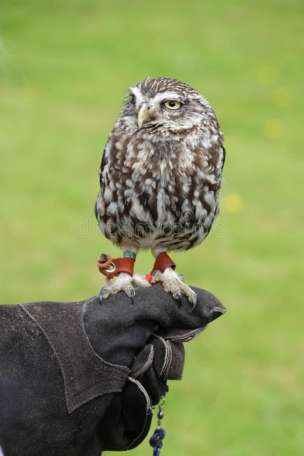 A small brown and white owl perches on a thick black leather falconry glove, with leather jesses attached to its legs.
