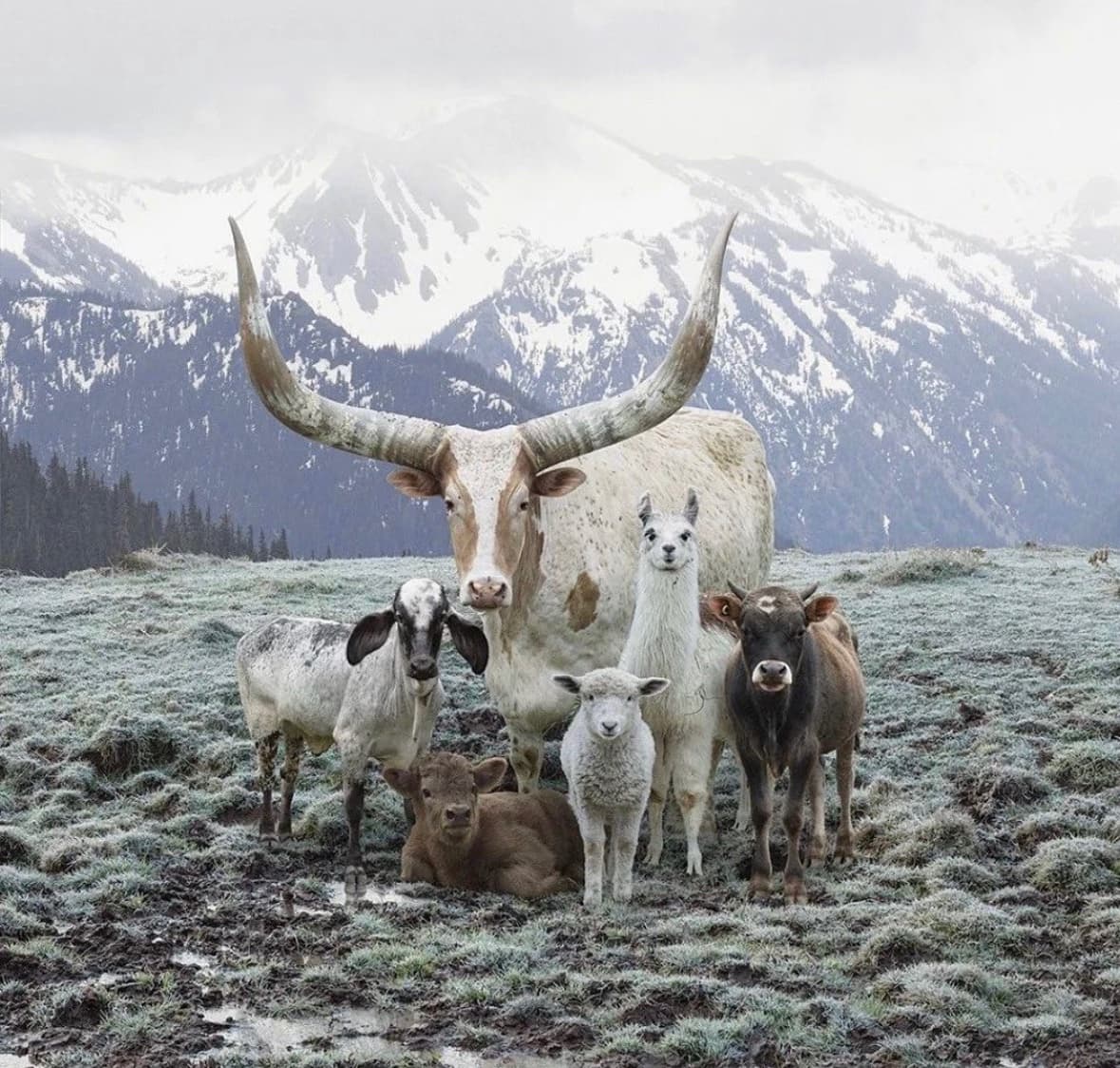 A group of farm animals, including a large longhorn cow, a goat, a llama, a sheep, and two calves, pose together in a frosty field with snow-capped mountains in the background.
