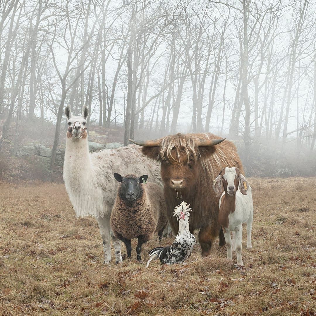 A group of farm animals, including a llama, a sheep, a Highland cow, a goat, and a chicken, standing together in a foggy field with bare trees in the background.