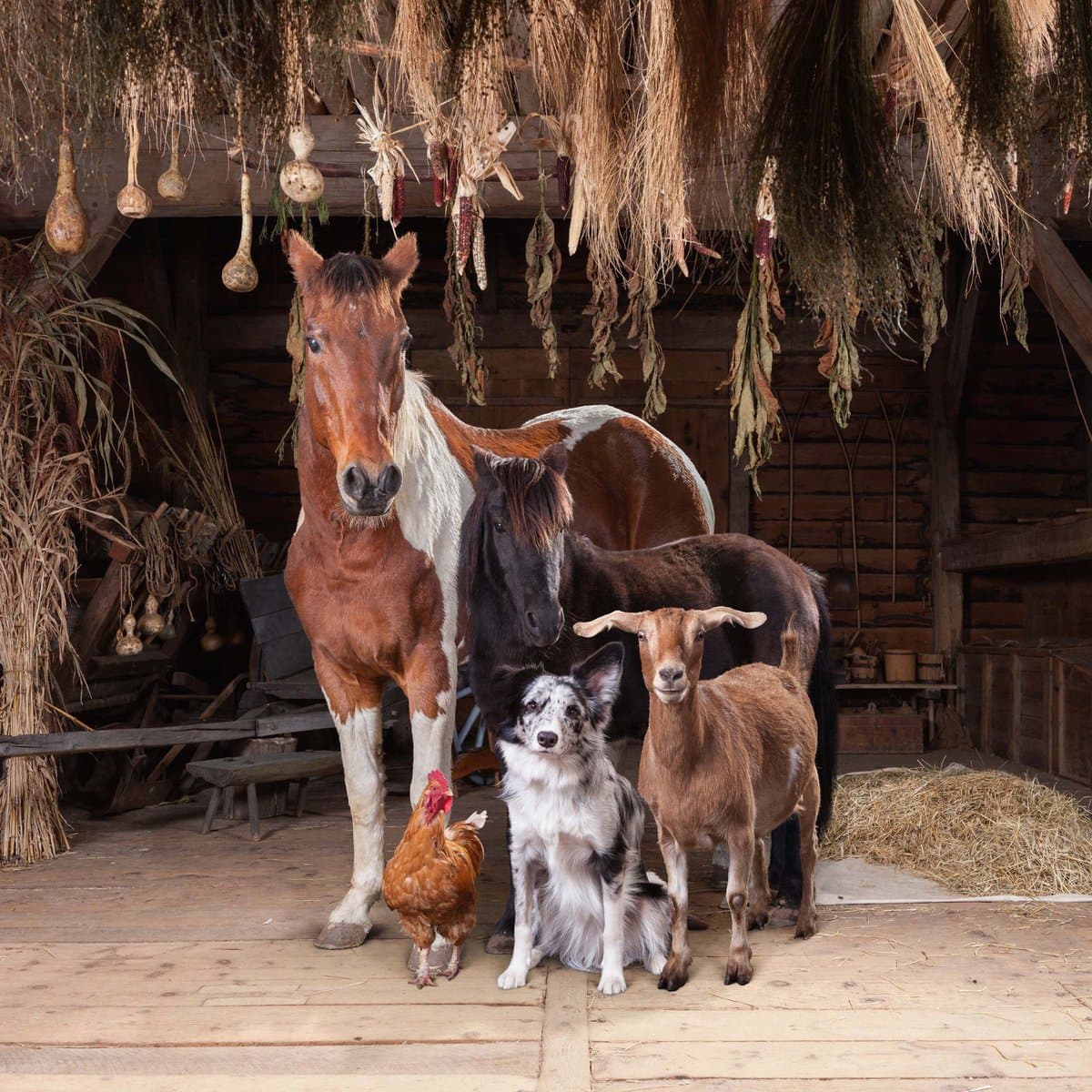 A group of farm animals, including two horses, a goat, a dog, and a chicken, are posed together inside a rustic wooden barn. Dried corn stalks, gourds, and other harvest items hang from the ceiling above them.