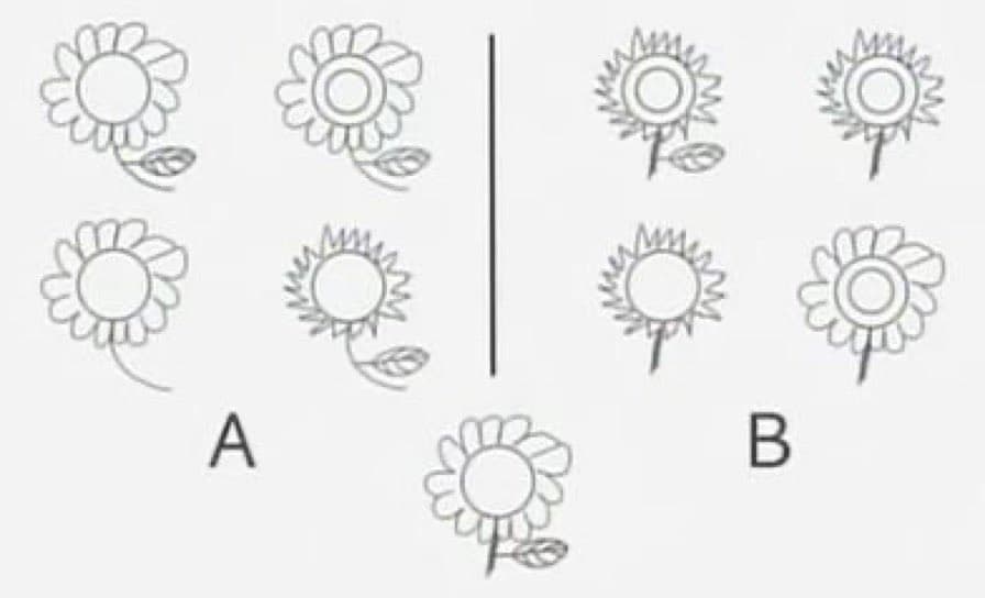 A line drawing of nine flowers divided into two groups, labeled A and B, with a ninth flower positioned below the dividing line. The flowers in Group A have rounded petals, while those in Group B have spiky petals. The image is used for a poll asking which group the bottom flower belongs to.