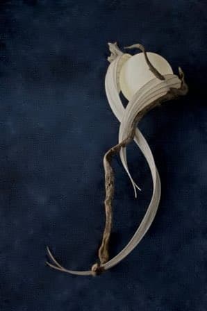 A photograph of an organic, sculptural lamp with a twisted, branch-like base and a curved, ribbed shade, set against a dark blue background. The design features flowing, natural forms that resemble a creature or plant. The accompanying text describes it as a Canadian lighting artist's work with a unique, organic quality reminiscent of Japanese yokai (monsters).