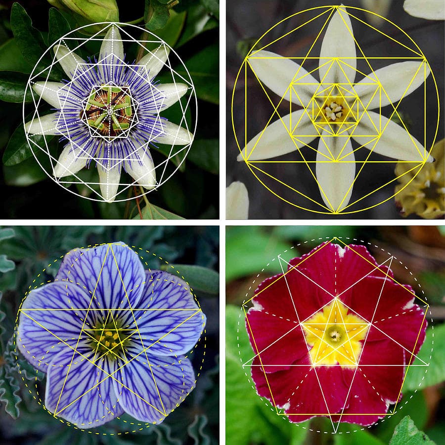 A four-panel collage showing different flowers with geometric line overlays, illustrating the concept of sacred geometry in nature. Each panel features a flower with circles, triangles, and polygons drawn over its petals and center.