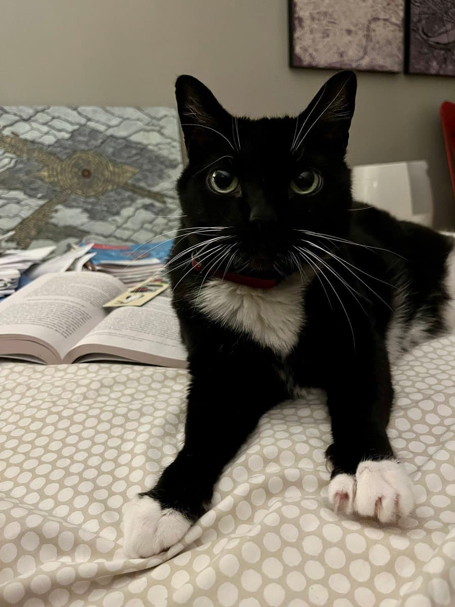 A black and white tuxedo cat with wide eyes lies on a bed with a polka-dot sheet, looking directly at the camera with a surprised expression. An open book and other papers are visible on the bed behind the cat.