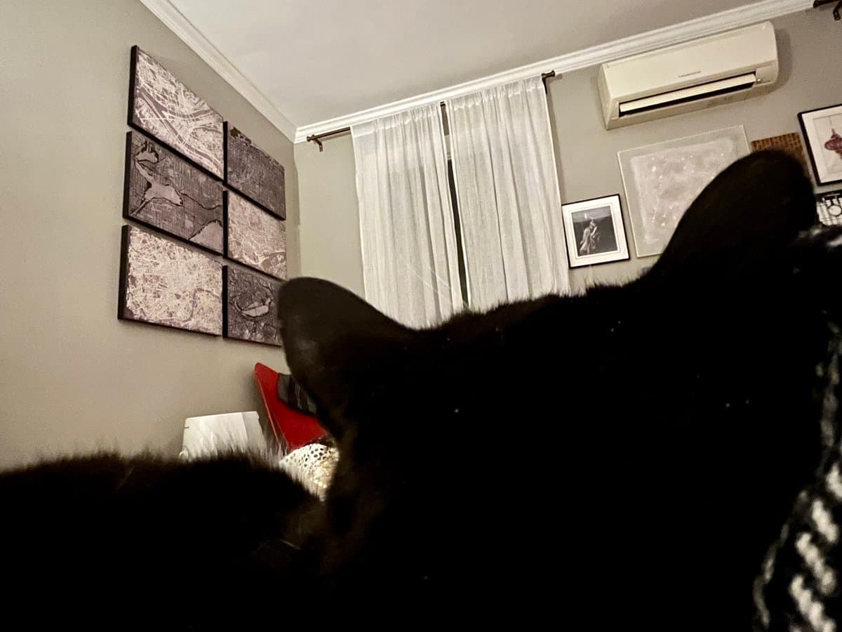 A low-angle, close-up photograph of a black cat's head and ears in the foreground, facing away from the camera. The background shows a living room interior with a window covered by white curtains, a wall-mounted air conditioning unit, and a multi-panel abstract artwork on the wall.