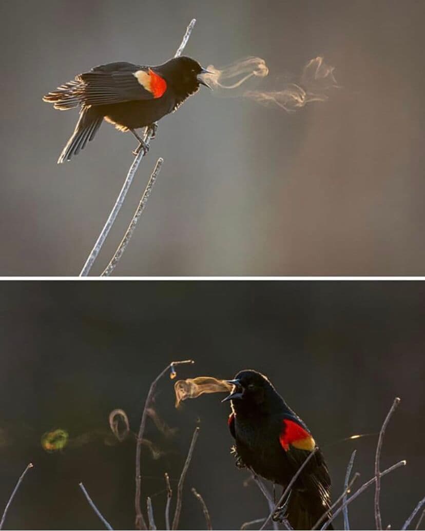 A two-panel photograph showing a black bird with red and yellow wing patches perched on a branch, exhaling visible plumes of steam from its beak in the cold air.