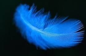 A close-up photograph of a single, vibrant blue feather set against a dark background. The feather is illuminated, highlighting its delicate barbs and central shaft.
