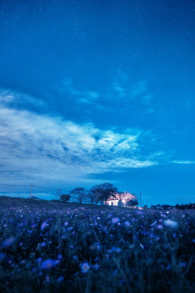 A nighttime landscape photograph showing a field of purple flowers in the foreground under a deep blue, star-filled sky with wispy clouds. In the distance, a small illuminated building and trees are visible on a hill.