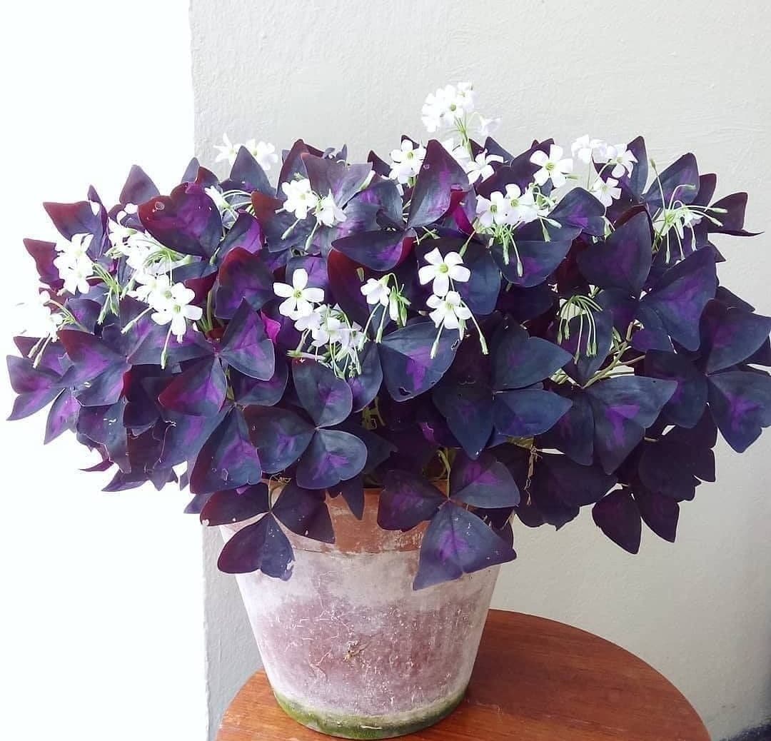 A potted Oxalis plant with deep purple, clover-like leaves and small white flowers, sitting on a wooden surface against a white wall.