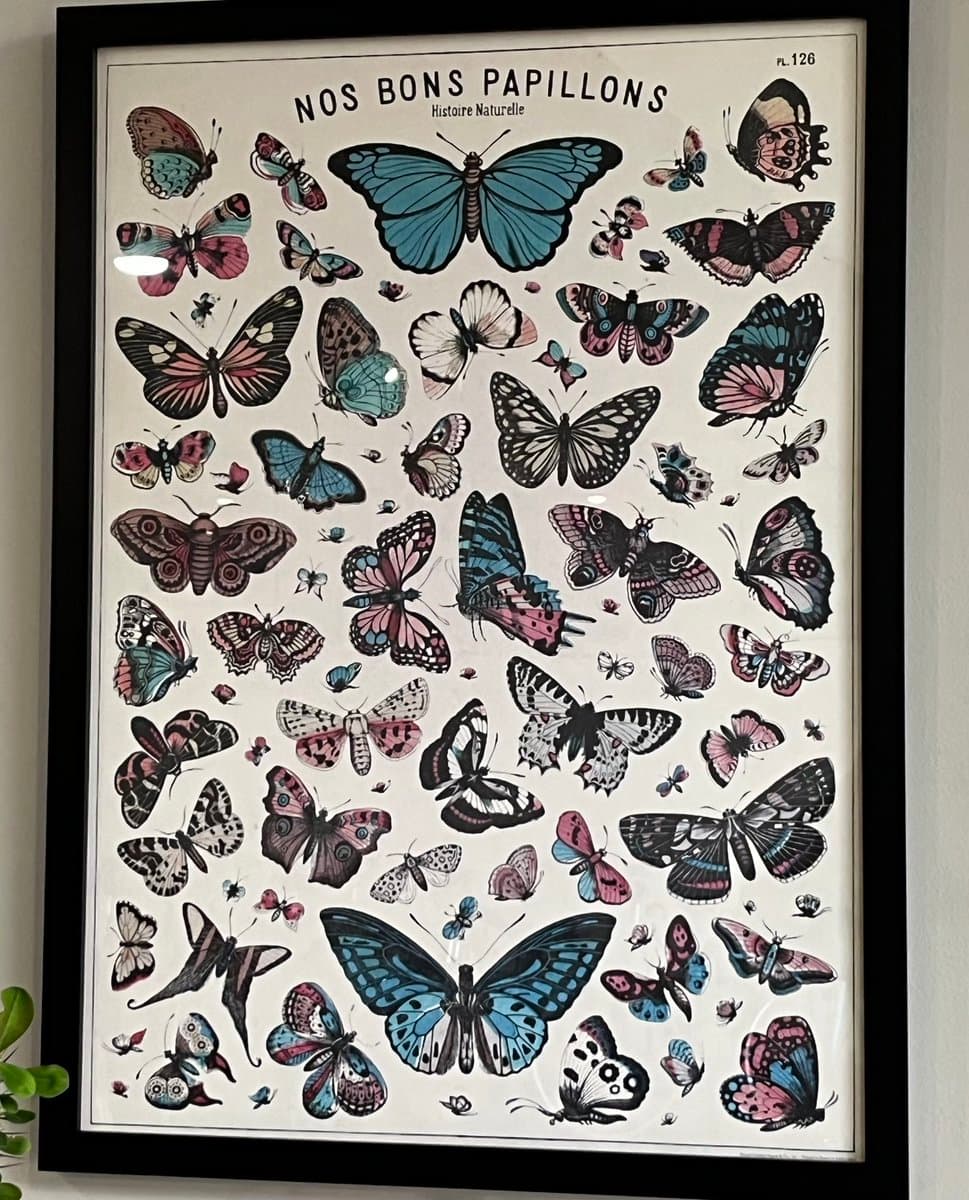 A framed vintage-style poster featuring a collection of illustrated butterflies in various colors and patterns on a cream background. The artwork is titled in French and includes a plate number in the corner.