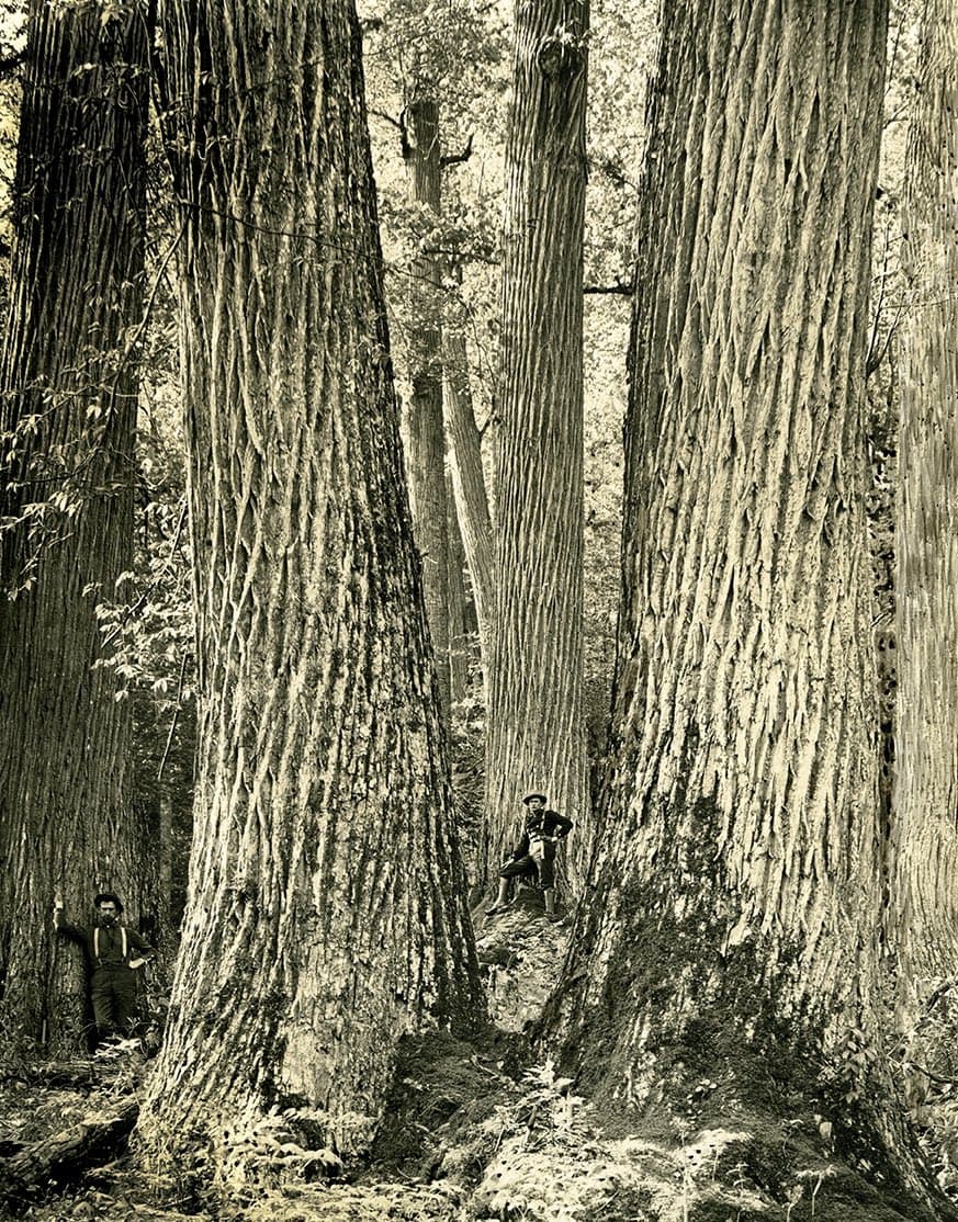 A vintage, sepia-toned photograph showing the massive trunks of giant trees in a forest, with two men standing at the base to provide a sense of scale.