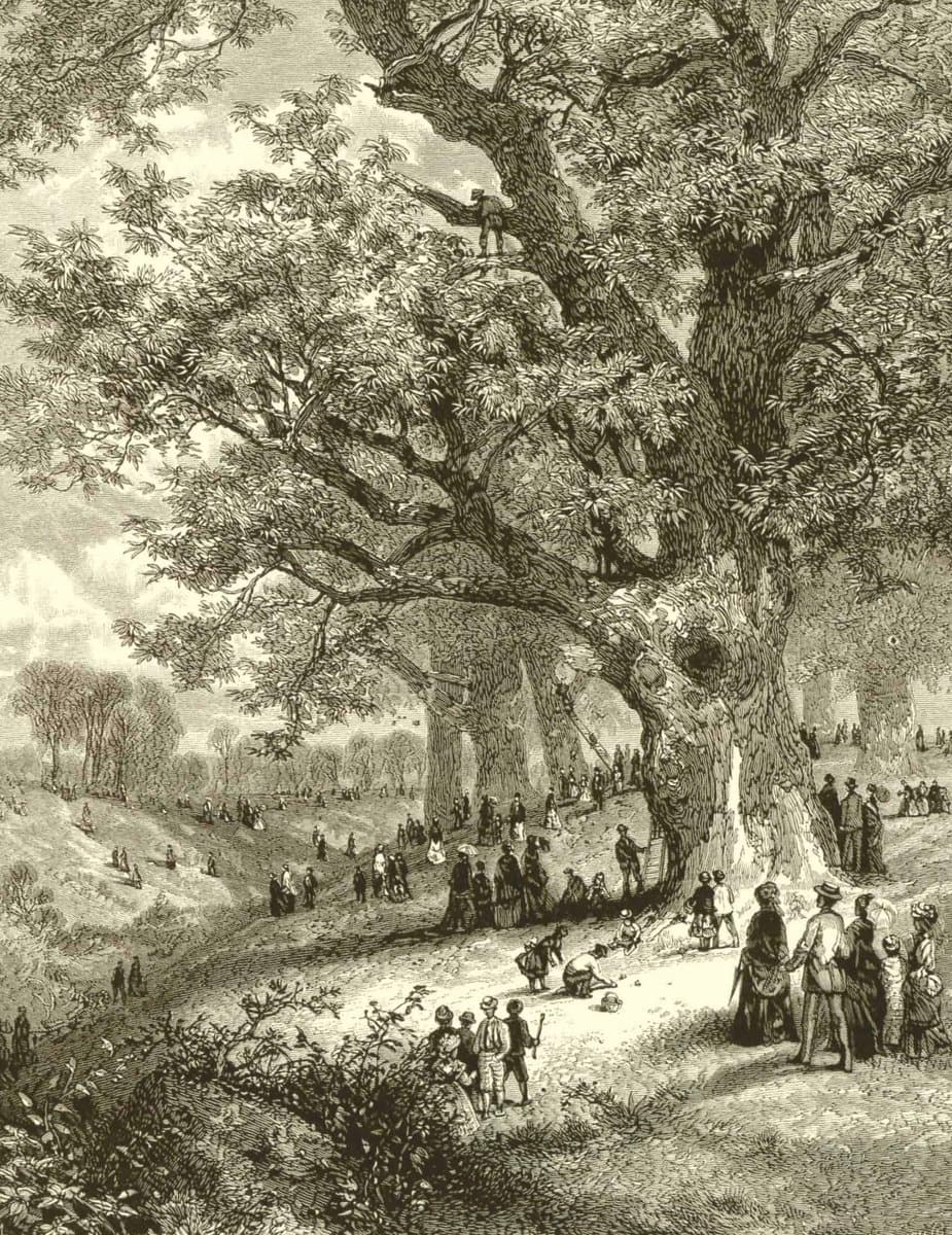 A vintage black-and-white engraving depicts a large gathering of people in a forest, with several individuals climbing a massive tree to harvest its fruit. The scene illustrates a historical moment of communal activity, likely related to the harvesting of American chestnuts.