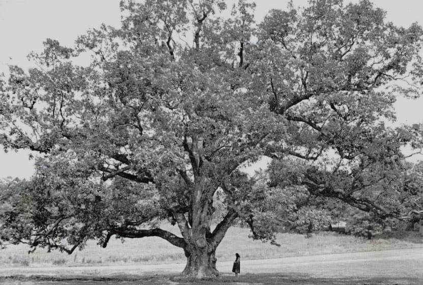 A black-and-white photograph showing a massive, sprawling tree with a wide canopy and thick, gnarled branches. A small figure stands at the base of the tree, providing a sense of the tree's immense scale.