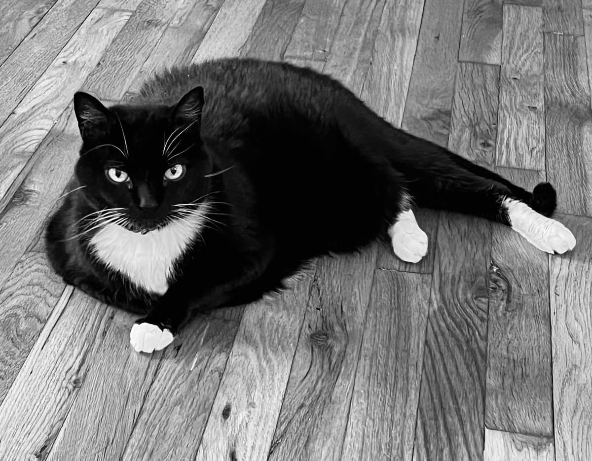 A black-and-white photograph of a black and white cat lying on a wooden floor, looking directly at the camera with a serious expression. The cat has white paws and a white chest patch.