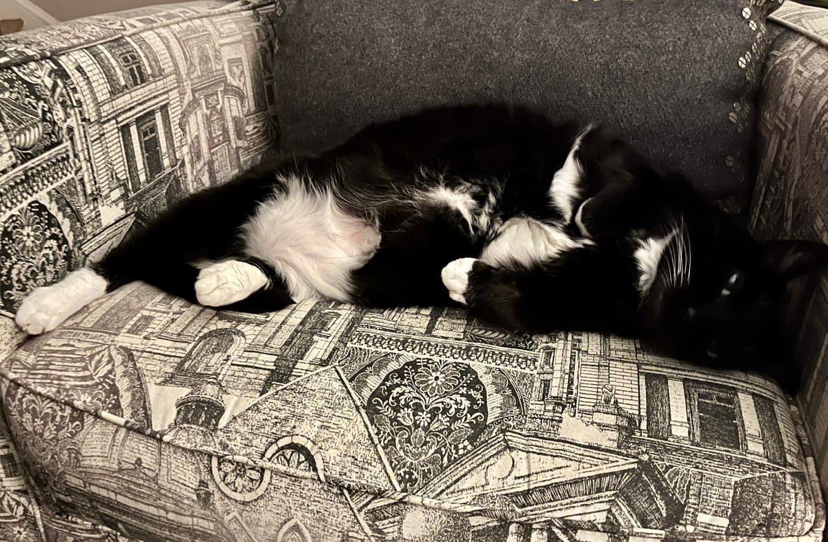 A black and white cat is lying on its side on a patterned couch, with its head resting on the cushion and its eyes open.