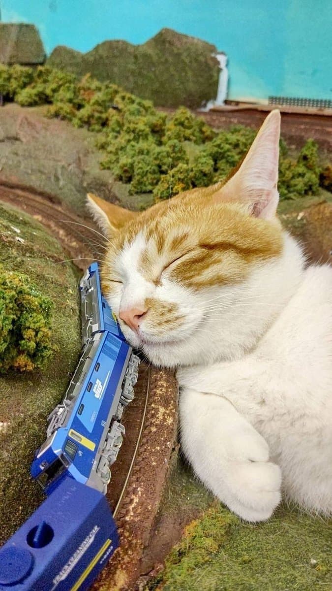 A close-up photograph of a sleeping orange and white cat resting its head on a miniature blue train set, which is placed on a model landscape with artificial grass and hills. The cat's eyes are closed and its paw is tucked under its chin, creating a peaceful and humorous scene.