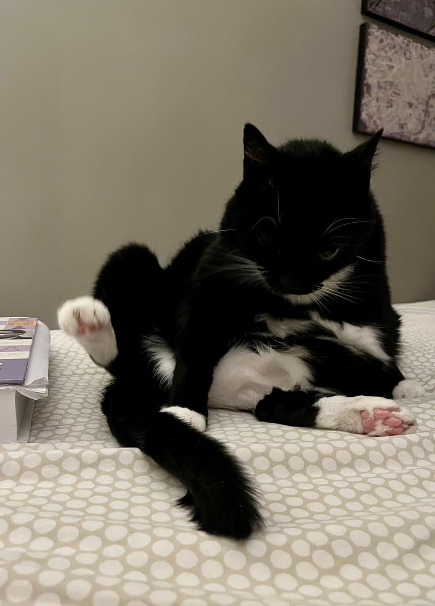 A black and white cat lies on a bed with a white and gray polka-dot comforter, looking down with one paw raised. A stack of books is visible on the left side of the frame, and a framed picture hangs on the wall in the background.
