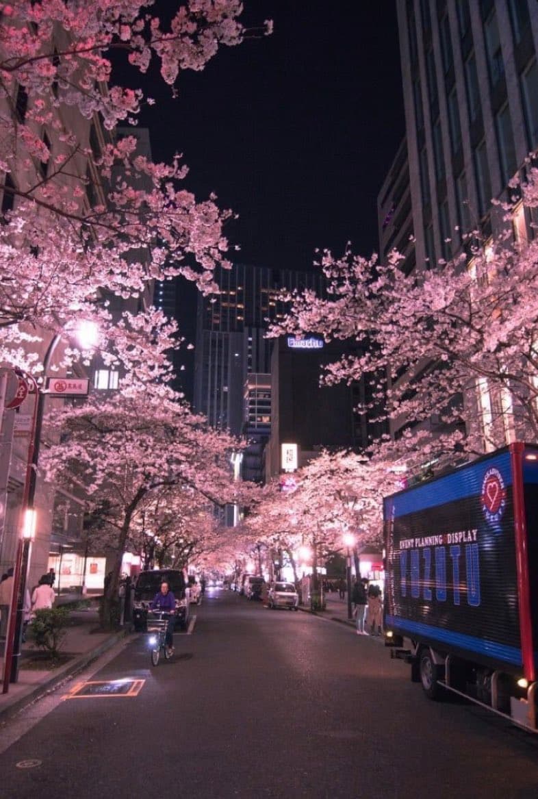 A nighttime street scene in Japan featuring illuminated cherry blossom trees lining a road, with a cyclist riding past and a large digital display truck on the right. The background shows tall city buildings under a dark sky.