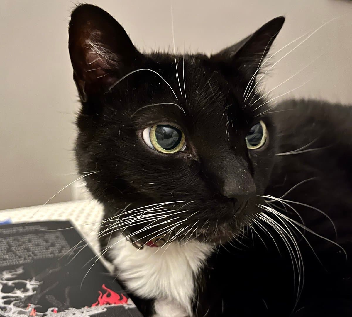 A close-up photograph of a black and white cat with green eyes looking to the side. The cat has a white chest and chin, and is positioned next to a dark object with red and white designs.