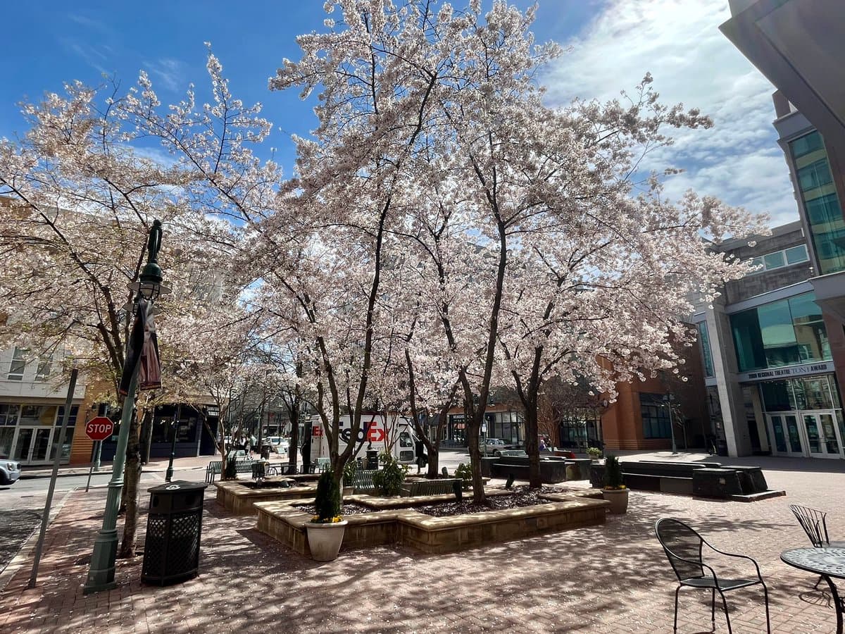 A wide-angle outdoor photograph of a city plaza featuring several cherry blossom trees in full bloom against a blue sky. The scene includes a paved walkway, benches, a trash can, and surrounding buildings, with a FedEx truck visible in the background.