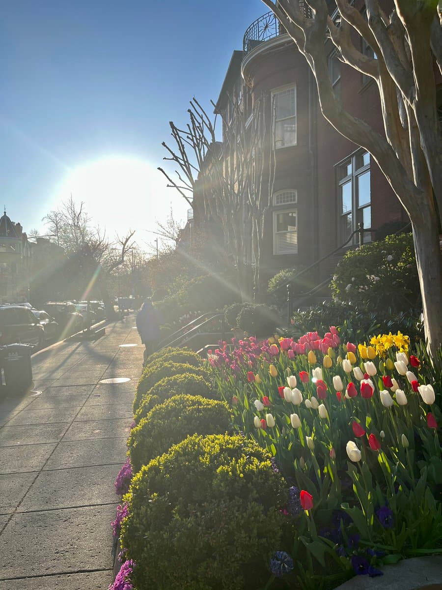 A sunny street scene featuring a vibrant flower bed with red, white, yellow, and pink tulips and purple hyacinths, bordered by neatly trimmed green hedges. A multi-story brick building with large windows and a balcony stands in the background, while the bright sun creates a lens flare over the sidewalk and parked cars.