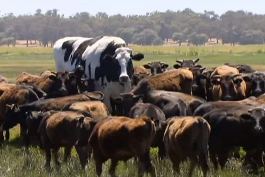 A black-and-white cow stands prominently in the center of a herd of brown cattle in a grassy field, with a line of trees in the background. The image appears to be a still from a video or a photograph of a livestock scene.
