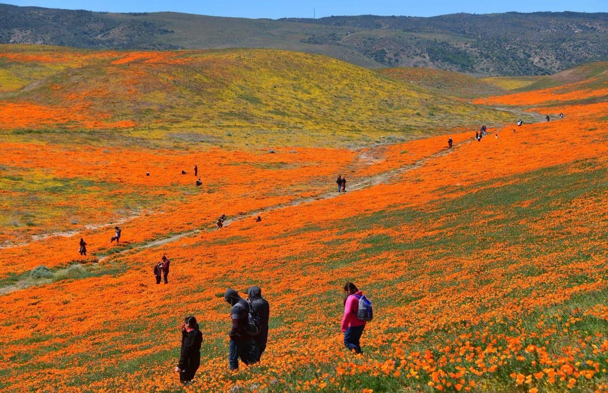 A wide landscape photograph showing a vast hillside covered in a dense carpet of bright orange wildflowers, with patches of yellow flowers and green grass. Several people are scattered across the hill, walking along a faint dirt path through the blooms. In the background, rolling brown hills rise under a clear blue sky.