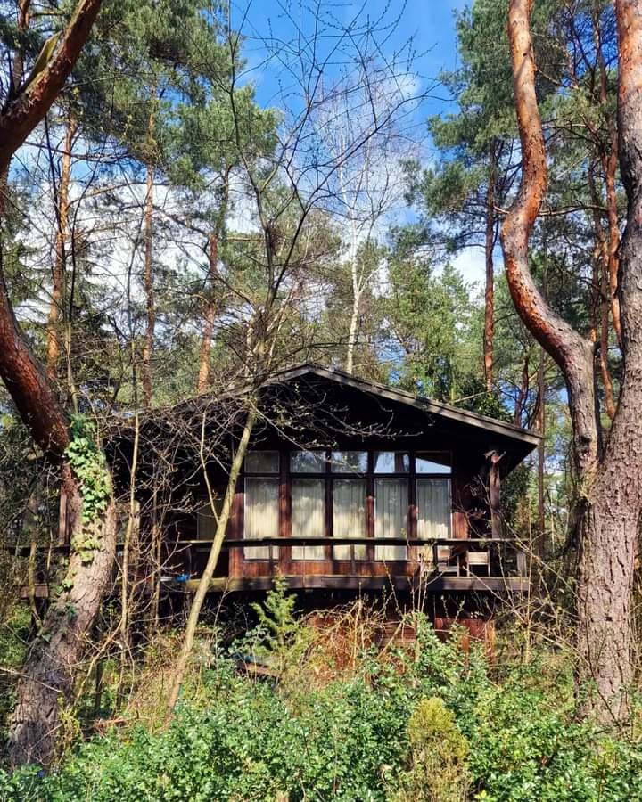 A wooden cabin with a large glass window and a small balcony is nestled among tall pine trees and dense green undergrowth. The scene is set in a forest with a clear blue sky visible through the branches.