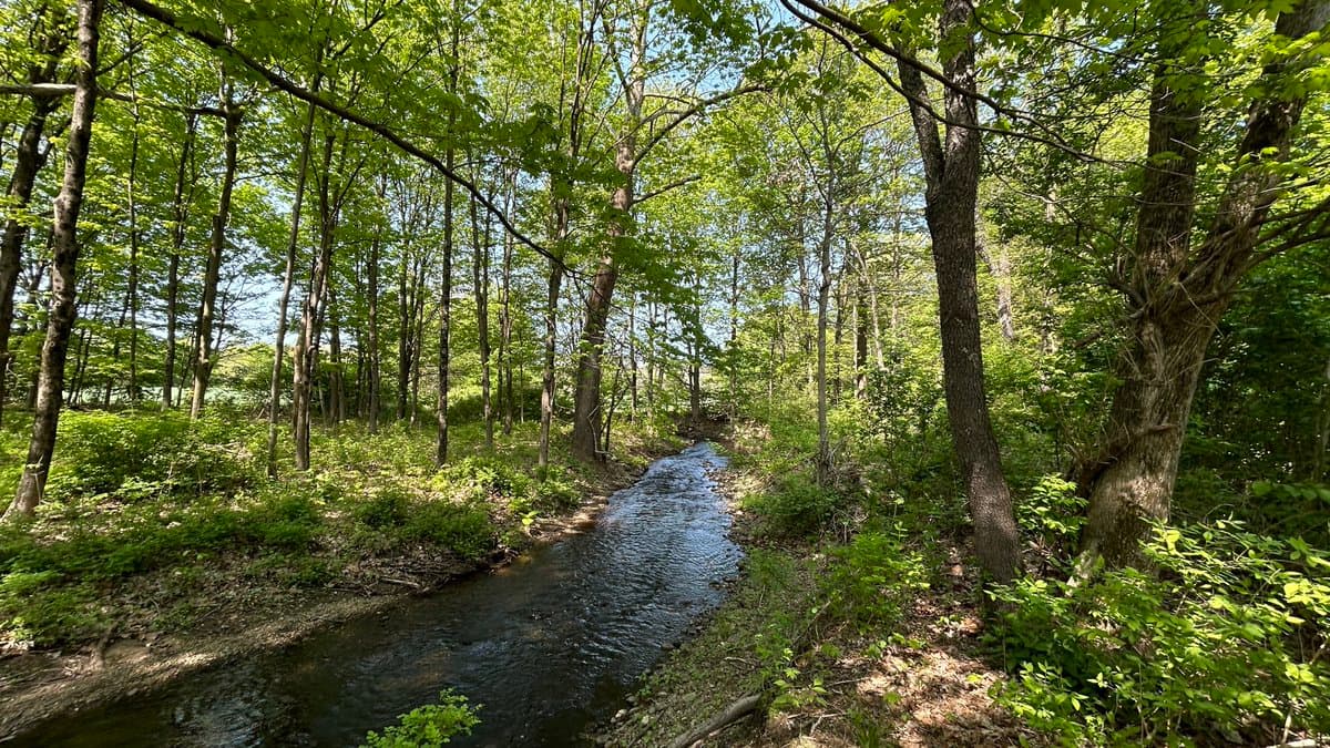 A small stream flows through a dense, sunlit forest with tall trees and lush green undergrowth.