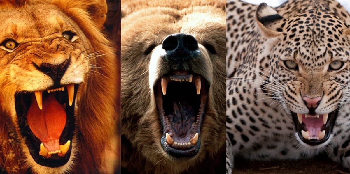 A triptych of three close-up photographs showing a lion, a bear, and a leopard, all with their mouths open in a roaring or snarling expression.